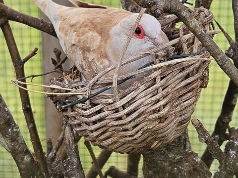 Colombes Diamant 15 17150 Mirambeau