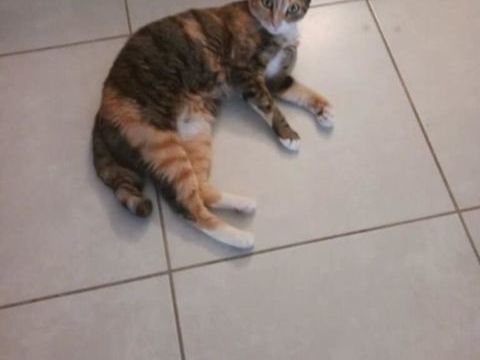 Nala douche minette abandonnée 0 34420 Villeneuve-ls-bziers