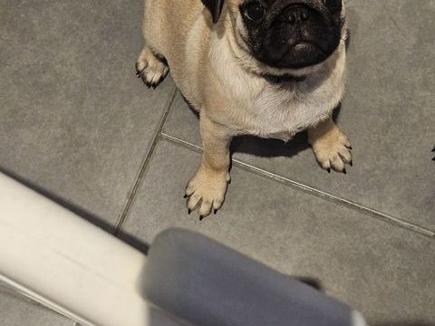 Chiot carlin sable 900 72200 La flèche