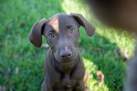 Magy, chienne crois&eacute;e braque &agrave; adopter 300 44116 Vieillevigne