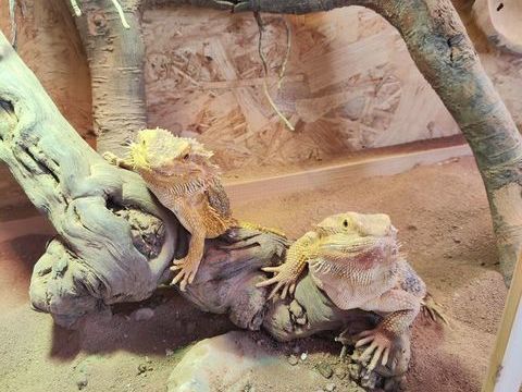 Terrarium complet avec couple de pogonas 150 11000 Carcassonne