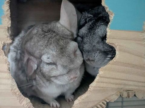 Inti & Huari 120 44000 Nantes