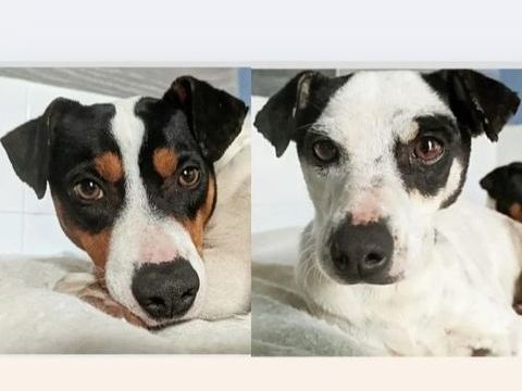 SYRAH et AIREN 600 27620 Gasny