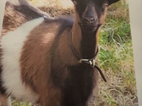 Vent bouc et ch&egrave;vre 180 72440 Saint-michel-de-chavaignes