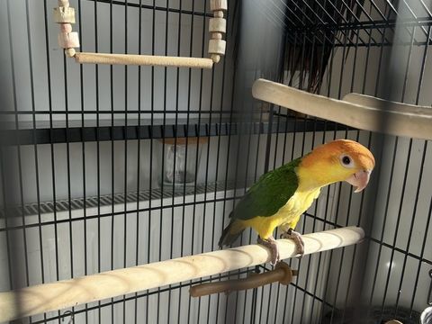  Ca&iuml;que EAM, 1 an &agrave; t&ecirc;te orange 500 93700 Drancy