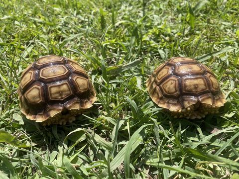 Tortue terrestre g&eacute;ante Centrochelys sulcata 90 30000 N�mes