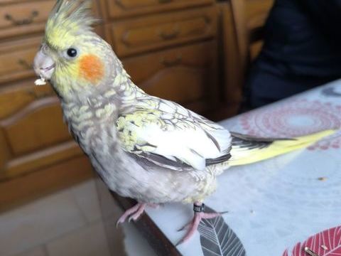 Calopsitte élevée main 100 71370 Saint-germain-du-plain