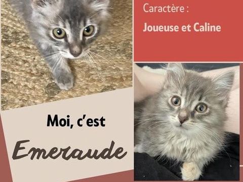 &Agrave; l'adoption : Emeraude, adorable chaton femelle de 2 mois (Association) 80 62149 Annequin