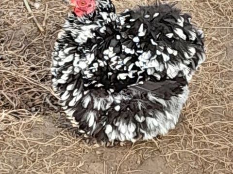?ufs de poules Pékin  millefleurs, noires cailloutée, 2 40190 Villeneuve-de-marsan