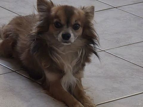 Chihuahua papillon 0 32140 Masseube