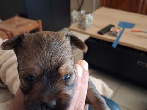 Shorkie Tzu  m&acirc;les petits gabarit
1100 39240 Valfin-sur-valouse