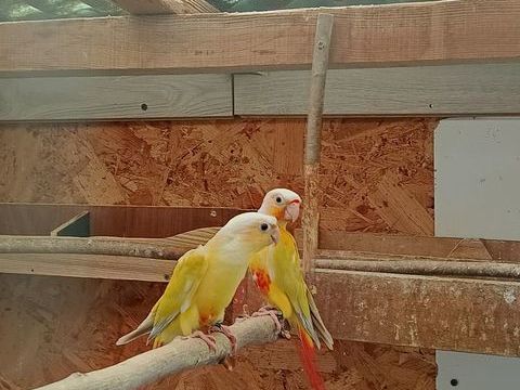 Conure 150 42140 Chazelles-sur-lyon