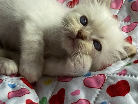 Superbes chatons Sacr&eacute; de Birmanie &agrave; r&eacute;server 1300 78370 Plaisir