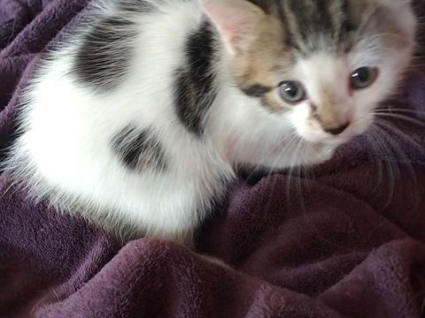 Chaton mâle 0 62130 Saint-pol-sur-ternoise