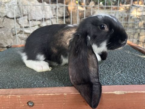 Lapereaux bélier anglais 70 07210 Alissas