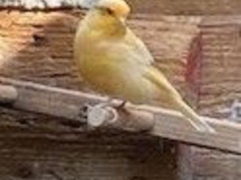 CANARI MALE TRES BON CHANTEUR 50 93160 Noisy-le-grand