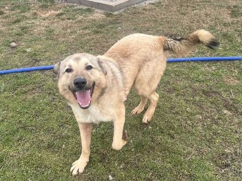 BETOVEN crois&eacute; berger 18 mois 300 37110 Autr�che