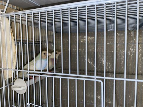 2 femelles diamant de Gould 70 94460 Valenton