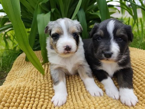 chiot berger australien 1600 85440 Avrill�