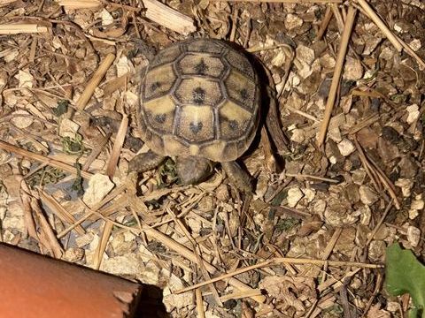 Bb tortue 60 95400 Villiers-le-bel