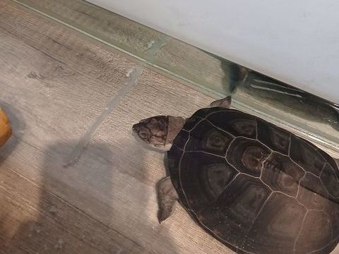 Don tortue pelomedusa 0 71000 Varennes-l�s-m�con