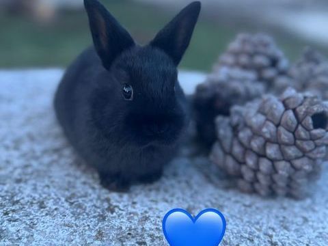 Lapins nains 60 71240 Varennes-le-grand