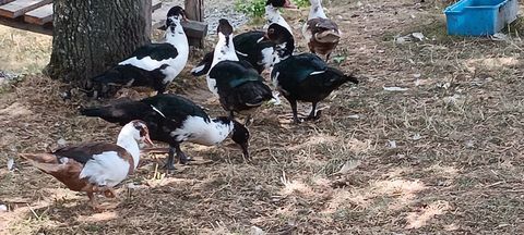 couple de jeune canard, Environ 3 mois. 30 35580 Guignen