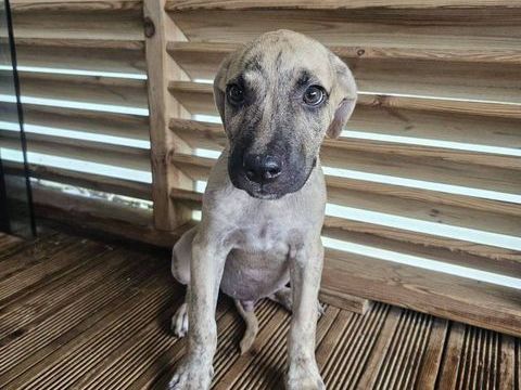 Fenzo, M&acirc;le, X Berger, n&eacute; le 24/04/2026 🐶 300 77000 Livry-sur-seine
