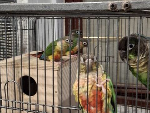 Pyrrhura molinea 60 85360 La tranche-sur-mer