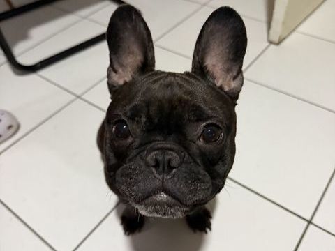 bouledogue fran&ccedil;ais 600 77230 Dammartin-en-goële