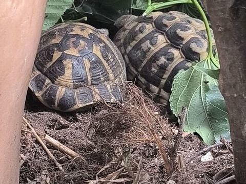 Tortues de terre adulte et juv&eacute;nile 50 11100 Narbonne