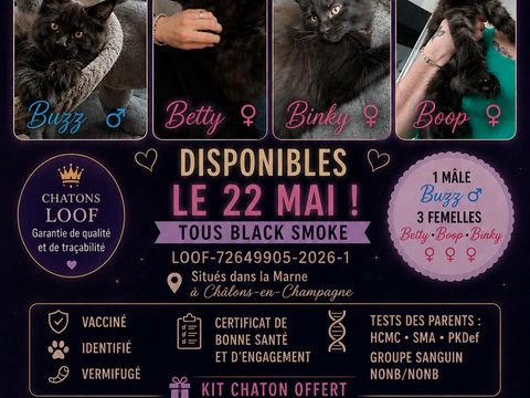 Maine Coon LOOF 1350 51000 Ch�lons-en-champagne