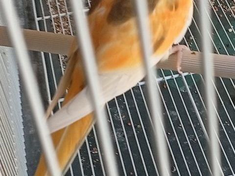 Croupion 30 40990 Saint-paul-ls-dax