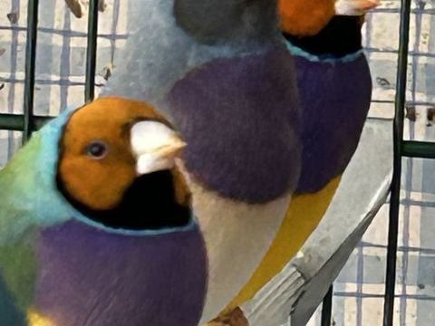 Diamants de gould 35 21000 Dijon