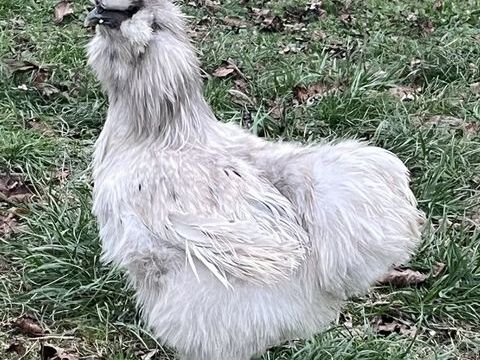 Coqs de race Poule Soie 15 24100 Bergerac