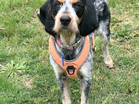 Vagas, 12 mois, est à l'adoption! 0 34000 Montpellier