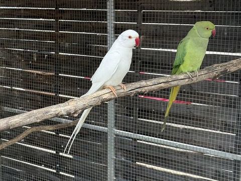 Couple perruche collier 160 71100 Chalon-sur-sane