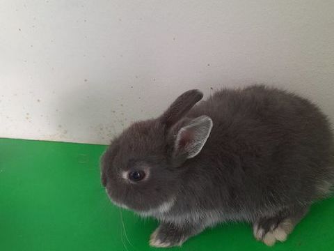 LAPINS NAINS 20 67150 Gerstheim