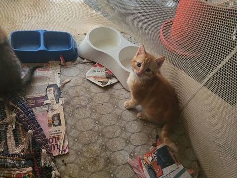 chatons cherchent &agrave; &ecirc;tre adopt&eacute;s 0 42210 Saint-andr�-le-puy
