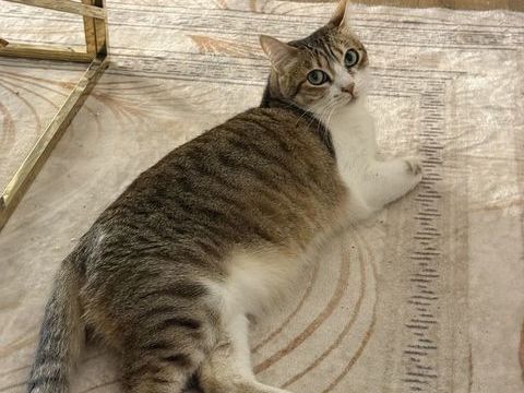 Don chat femelle &acirc;g&eacute;e de 4 ans. 0 91300 Massy