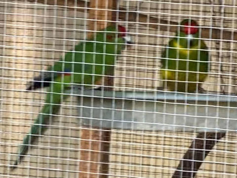 Kakariki mutation bagués 2025 50 84110 Vaison-la-romaine