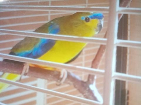 Recherche perruche splendide, &eacute;l&eacute;gante t&ecirc;te de prune. 0 49260 Courchamps