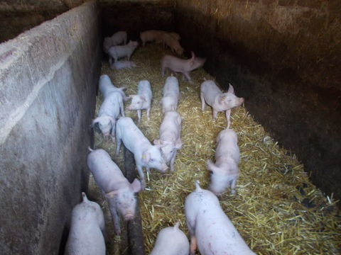 porcelet 50 02300 Caumont