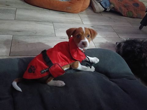 LEVA&#129655; un bébé podenca qui fera fondre votre coeur en une seconde 220 24140 Douville