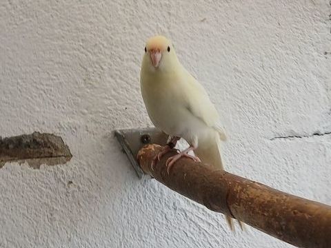 3-0 Kakarikis mutation PE B25 35 67500 Haguenau