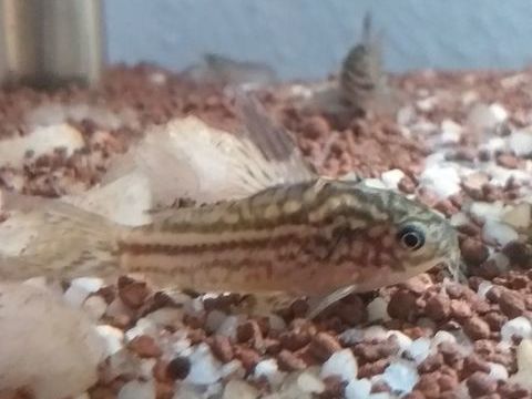 Corydoras Elegans. 10 67390 Marckolsheim