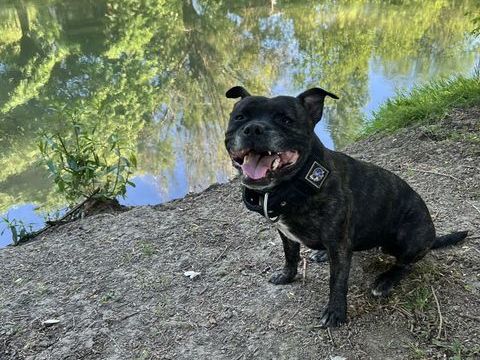 Femelle stafforshire bull terrier (staffie) de 6 ans 0 95240 Cormeilles-en-parisis