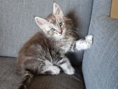 Maine Coon male LOOF n&eacute;e MAI 2025, dispo mi-juillet 1200 31810 Clermont-le-fort