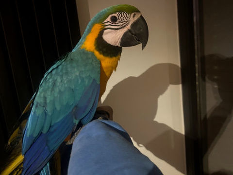 Bebe perroquet ara 1350 59000 Lille