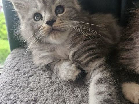 Chaton maine coon LOOF 1500 29000 Quimper